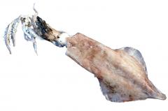 Encornet