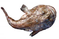 Turbot