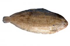 Sole