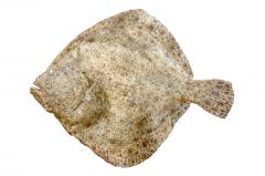 Turbot